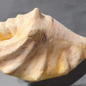 Sea shell urn
