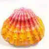 Sunrise shell urn. Biodegradable sea shell urn Cremation Urns