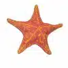 Sea Star Starfish urn